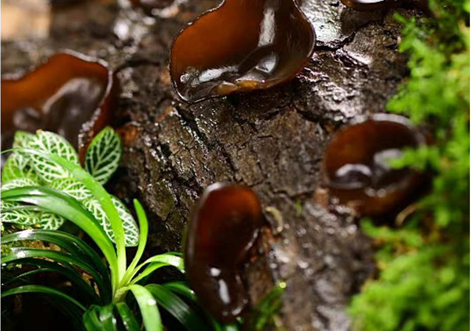 QQ截图20251126090334.png QQ截图20251126090334.png